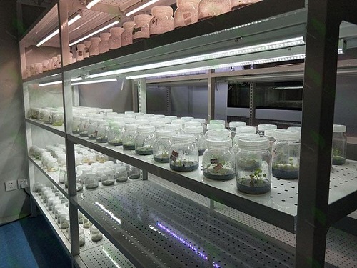 梅列植物组织培养实验室设计建设方案